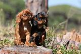 KING CHARLES SPANIEL 119
